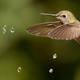 An Anna’s hummingbird is curious about these water droplets.